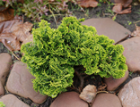 Кипарисовик туполистный Нана Аурея (Chamaecyparis obtusa Nana Aurea)