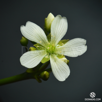 Семена Венерина Мухоловка Микс | Dionaea muscipula MIX