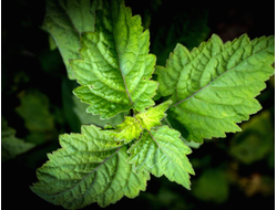 Пачули "Сердце" эфирное масло