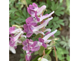 Corydalis solida “Людмила”