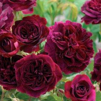 Манстед вуд (Munstead Wood) Манстед вуд (Munstead Wood)