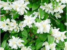 Чубушник (Жасмин)