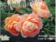 Английские розы - Сорт Леди оф Шалот (Lady of Shalott).