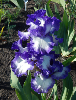 АМЕРИКАН  КЛЭССИК  (AMERICAN  CLASSIC), Шрайнер '96