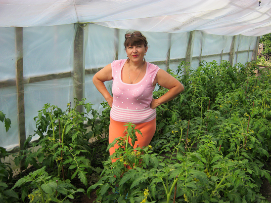 Выращивание томатов в Хозяйство Салминых.