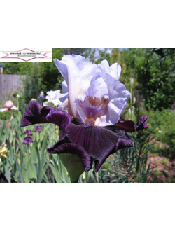 ОСТРОВ РЕНО С.Локтев 2017 EM, 76 см.