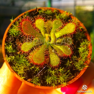 Drosera Coccicaulis - Drosera venusta, Drosera natalensis