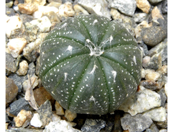 Astrophytum asterias  (D=8-10мм)