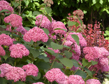 Пинк Аннабель/Инвизибл гортензия древовидная (Hydrangea arborescens Pink Annabelle or Invincibelle)