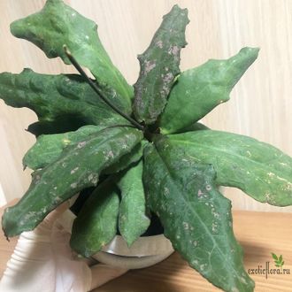 Hoya Undulata sarawak Borneo