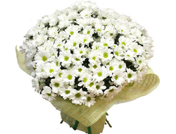 Букет Хризантема кустовая Белый Туман