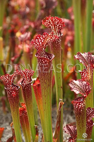 Sarracenia Velvet