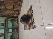 Муся тестирует коврик