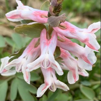 Corydalis solida «Юбилей”