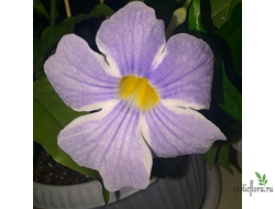 Тунбергия Биколор (Thunbergia erecta Bicolor)