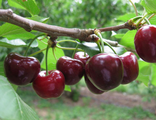 Вишня Морозовка 3-х лет