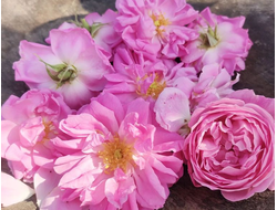 Гидролат Роза крымская Rosa gallica (лепестки) 100 мл