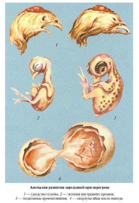 Аномалии развития зародышей при перегреве