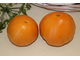 Ранний оранжевый Розали (Rosalie’s Early Orange) США