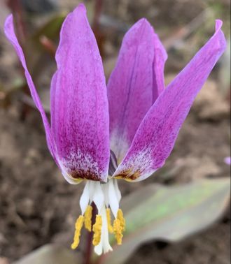 Erythronium sibiricum &quot;Зимний вечер&quot;