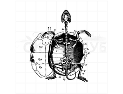 штамп винтажный анатомический строение черепахи