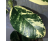 Ficus Rubiginosa variegata