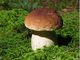 Купить белые грибы,грибной экстракт порошок.Цена,свойства.Как принимать лечебный гриб.