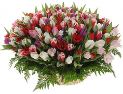 101 Тюльпан в корзине