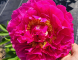 Paeonia Goody