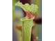 Sarracenia Leucophylla - red stripe throat