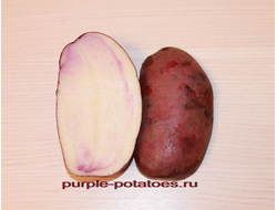 Сорт картофеля Чугунка