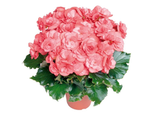 БЕГОНИЯ, ВАСИЛЕК, ВЕРБЕНА, ГАЙЛАРДИЯ, ГАЦАНИЯ