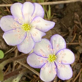 Hepatica nobilis. Форма 4