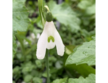 Galanthus reginae-olgae