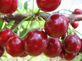 Превосходная Веньяминова (с поля 3-х летка)