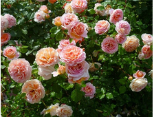 Абрахам Дерби роза
