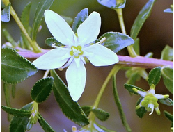 Бучу эфирное масло (Barosma crenulata)