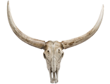 череп, бык, буйвол, белый, кость, труп, животное, bull, skull, зубы, рога, рогатый, скот, дизайн