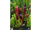 Sarracenia Alata Red tube