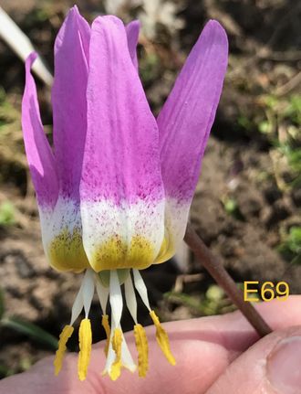 Erythronium sibiricum forma 69