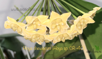 Hoya chewiorum (CR40)