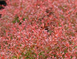 Барбарис тунберга Оранж Дрим (Berberis thunbergii Orange Dream)