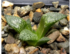 Haworthia esterhuizenii - укоренённая детка (D= 30 и более мм)