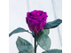 Стабилизированная роза в колбе Lerosh - Mini 27 см, Фиолетовая