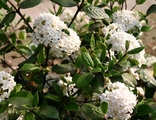 Барквуда калина/Viburnum burkwoodii