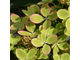 Пастель Грин гортензия метельчатая(Hydrangea paniculata `Pastelgreen `Renxolor`).
