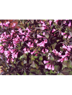 Вейгела цветущая "Нана Пурпуреа", (С3, 20-40)