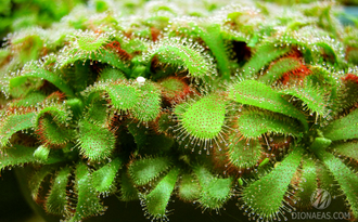 Drosera "Aliciae"