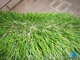 Искусственная Трава  &quot;Royal Grass&quot;,  50 мм ландшафтная