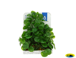 60106-PR Растения пласт. Гидрокотила 15см.PR